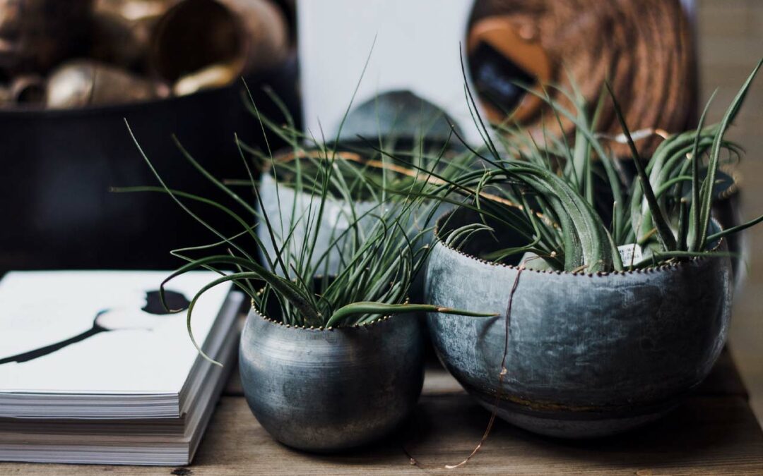 Lorem Ipsum 7
